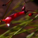 晨露如钻  Morning dew such as drill