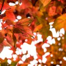 Autumn maple