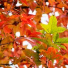 Last green