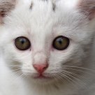 Eyes