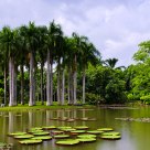 Tropical Botanical Garden
