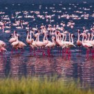 Flamingos' Ballet