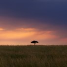 Sunset at Masai Mara, Kenya