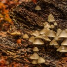 Fungi