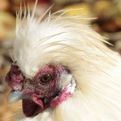 Poule 