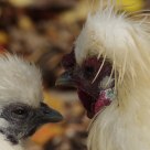 Poules