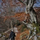 Walking in autumn