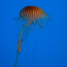 Jellyfish #1