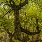An oak
