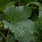 grape leaf