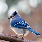 blue jay