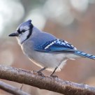 blue jay