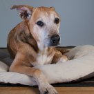 Great Old Gal