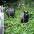 Hunt to survive, and other kitty notions