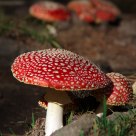 Amanita muscaria