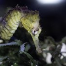 Seahorse