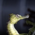 Seahorse