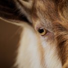 Eye of goat