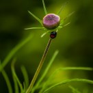 corner of a garden
