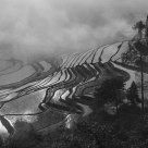 Rice terrace in B&W