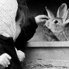 A story of rabbit