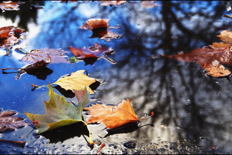 Autumn Leaves