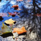 Autumn Leaves