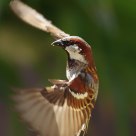 Just Approaching A landing