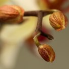 Orchidee
