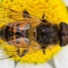Fly