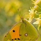 Mariposa a contraluz