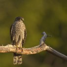 Eurasian Sparrowhawk