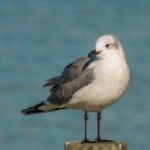 Laughing Gull