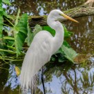 Great Egret - Breeding Plumage