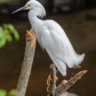 Snowy Egret - Breeding Plumage
