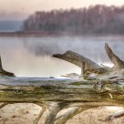 Log at Patoka