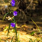 Bluebell