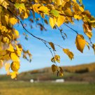 Birch in Fall