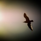 Skywards