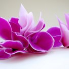 Cyclamen
