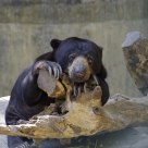 Dear Bear
