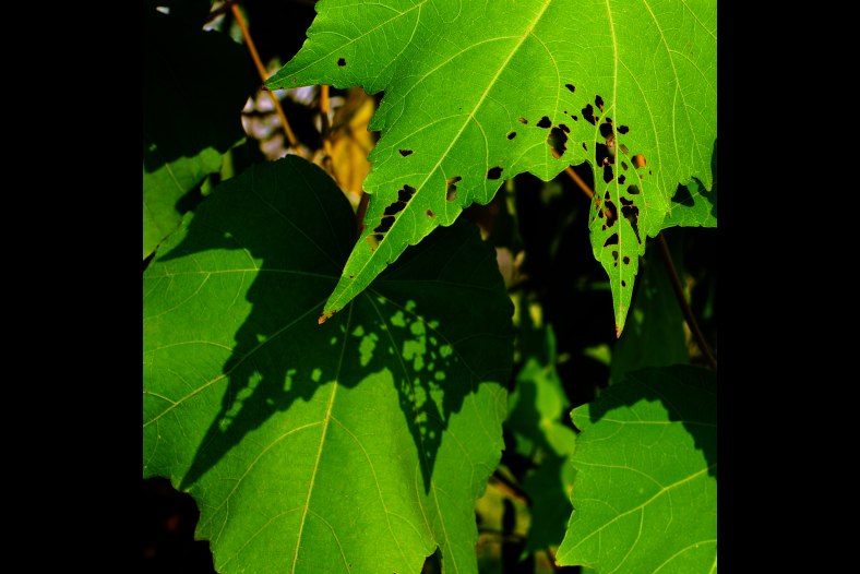 Shadow