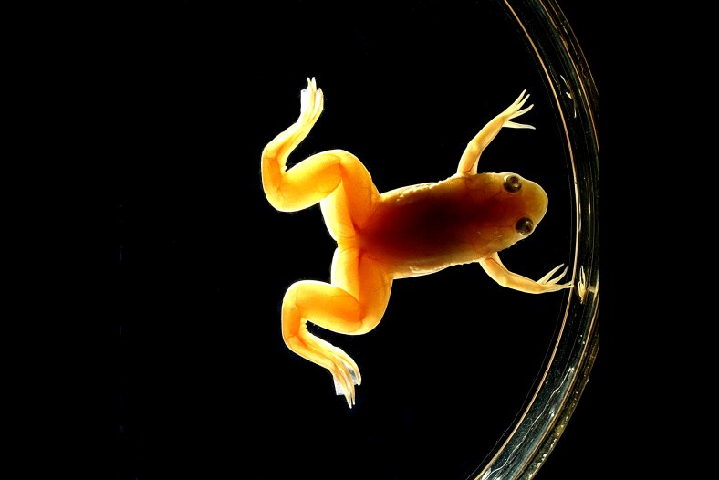 Frog