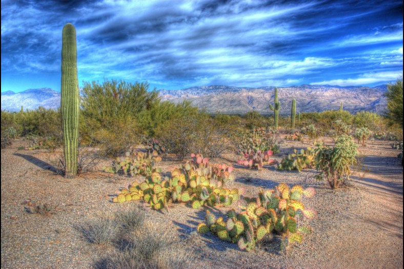 Prickley Pear