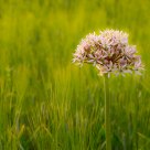 Summer flower