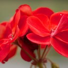 Geranium