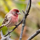 so sleepy...a house finch