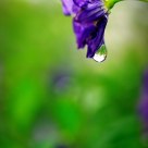 lágrima de una flor/tear of a flower