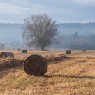 Wollmatinger Ried
