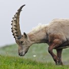 Alpine Ibex